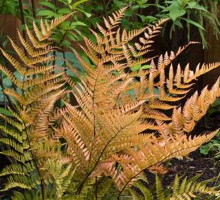 Щитовник красносорусовый "Полифика" (Dryopteris erythrosora Prolifica)