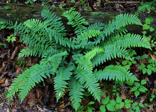 Многоря́дник верхопло́дный (Polystichum acrostichoides)