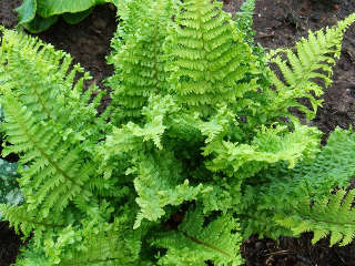 Папоротник щитовник мужской "Криспа Кристата" (Dryopteris filix-mass "Crispa Cristata").