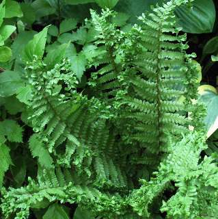 Щитовник родственный "Зе Кинг" (Dryopteris affinis "The King").