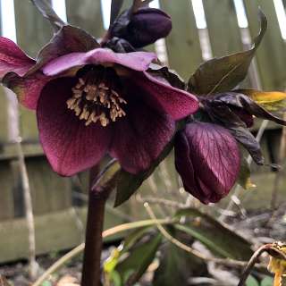 Морозник восточный "Блю Леди" (Нelleborus orientalis 'Blue Lady')