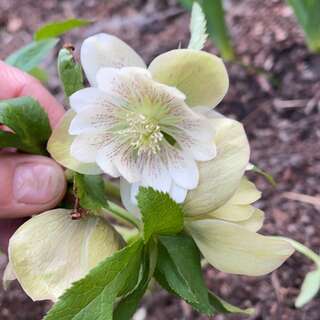 Морозник восточный "Дабл Эллен Споттед Уайт" (Нelleborus orientalis 'Double Ellen Spotted White')