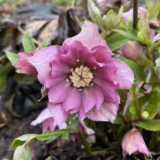 Морозник восточный "Дабл Элен Пинк" (Нelleborus orientalis 'Blue Lady')