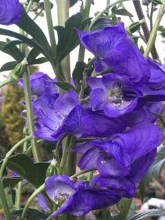 Аконит "Арендси" (Aconitum "Arendsii")