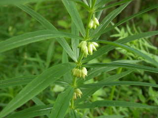 Купена мутовчатая (Polygonatum verticillatum)