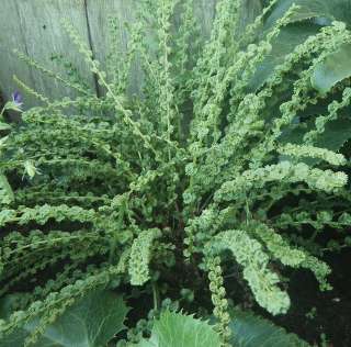 Кочедыжник женский "Фризелли" (Athyrium filix-femina "Frizelliae")