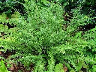 Кочедыжник женский "Виктория" (Athyrium filix-femina Victoriae)