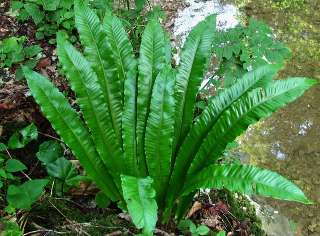 Листовик сколопендровый (Asplénium scolopendrium).