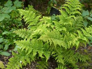 Щитовник австрийский "Криспа Уайтсайд" (Dryopteris austriaca /dilatata/ "Crispa Whiteside")