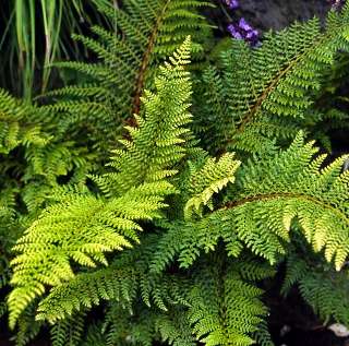 Многорядник щетинконосный "Плюмозум-денсум" (Polystichum setiferum "Plumosum-densum")