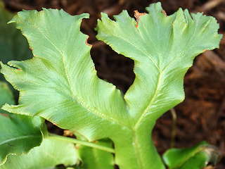 Листовик сколопендровый "Фурката" (Asplénium scolopendrium "Furcata")