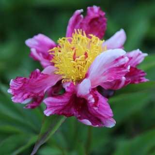 Pink Fuchsia Potpouri (Пинк Фуксия Попури)