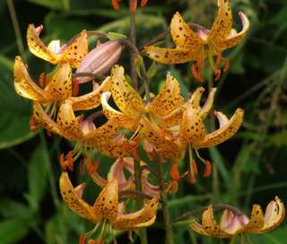 Lilium martagon GUINEA GOLD