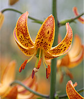 Lilium martagon SUNNY MORNING