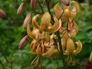 Lilium martagon Mrs. R.O. BACKHOUSE