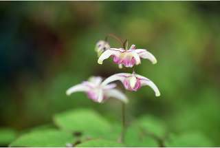 Горянка крупноцветковая "Мияко" Epimedium grandiflorum 'Miyako'