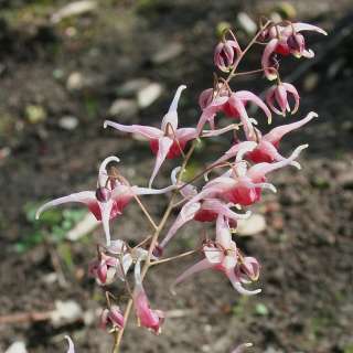 Горянка гибридная "Пинк Шампань" (Epimedium x 'Pink Champagne')