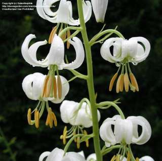 Lilium martagon ALBUM