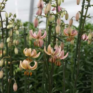 Lilium martagon CHAMELEON