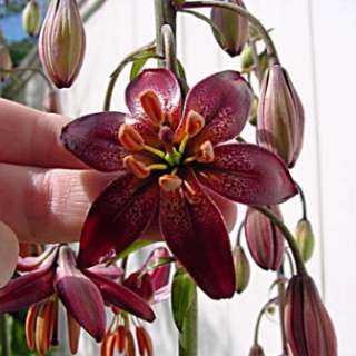 Lilium martagon MAROON KING