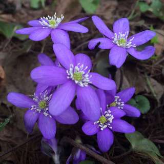 HEPATICA NOBILIS (Печеночница благородная)