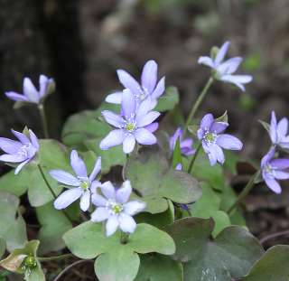 HEPATICA NOBILIS (Печеночница благородная)