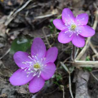 HEPATICA NOBILIS (Печеночница благородная)