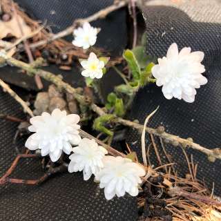 HEPATICA NOBILIS FLORE PLENO WHITE