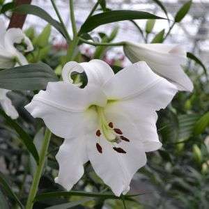 Lilium Appleton