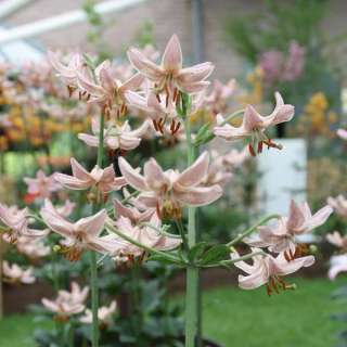 Lilium martagon Terry 