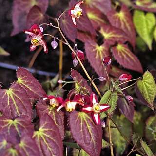 Горянка красная (Epimedium x rubrum )