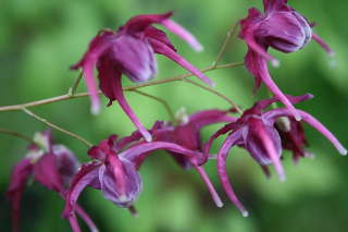 Горянка крупноцветковая 'Корин" (Epimedium grandiflorum 'Korin')