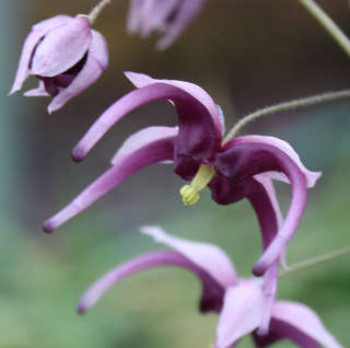 Горянка заостренная "Найт Мистресс" (Epimedium acuminatum "Night Mistress")