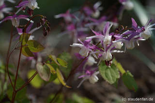 Горянка крупноцветковая "Мугава Ген Пен" (Epimedium grandiflorum 'Mugawa Gen Pan')