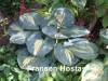 На сайте Fransen Hostas