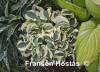 Фотография сорта на сайте Franxen Hostas